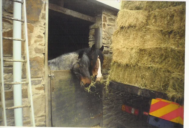 Good quality pony food