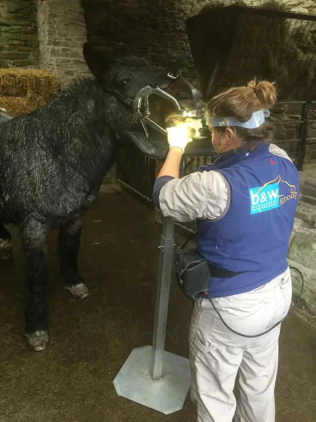 Vet call out charge