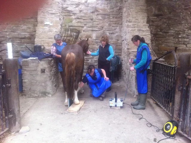 Vets with X ray machine for suspected fracture